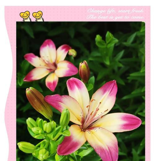 百合花各种颜色的含义是什么？它们分别象征着什么？