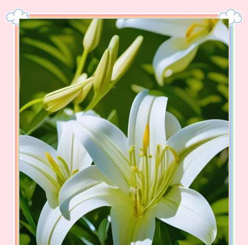 百合花各种颜色的含义是什么？它们分别象征着什么？