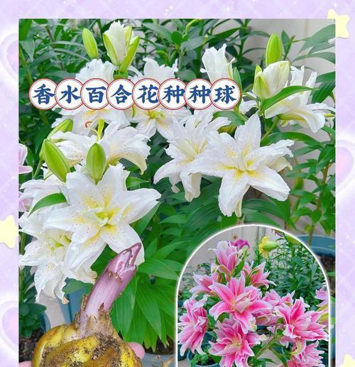 百合花各种颜色的含义是什么？它们分别象征着什么？