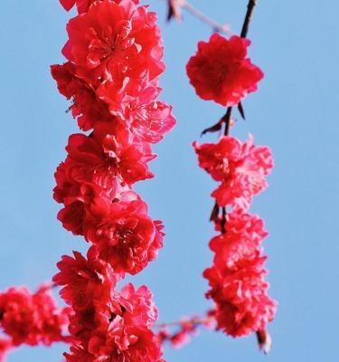 谷花节的含义是什么？它有什么特别的寓意？