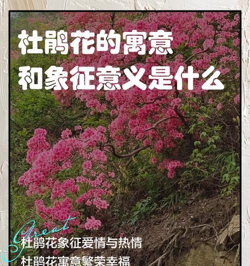 哪些花与爱情有关？它们的寓意是什么？