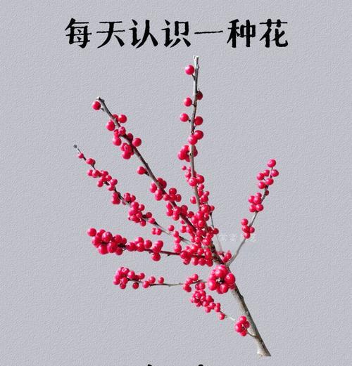 花的颜色如何影响寓意？哪些颜色的花寓意不佳？