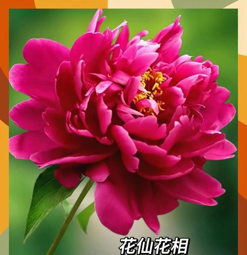 哪些花寓意着爱情的破灭？