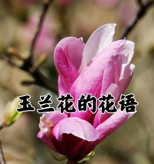 寓意美好快乐的花有哪些？