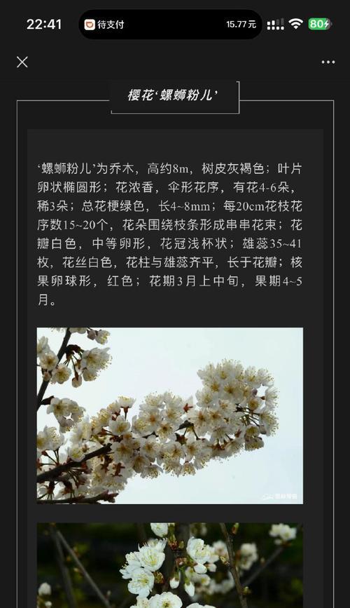 白色花有哪些搞笑的寓意和象征？