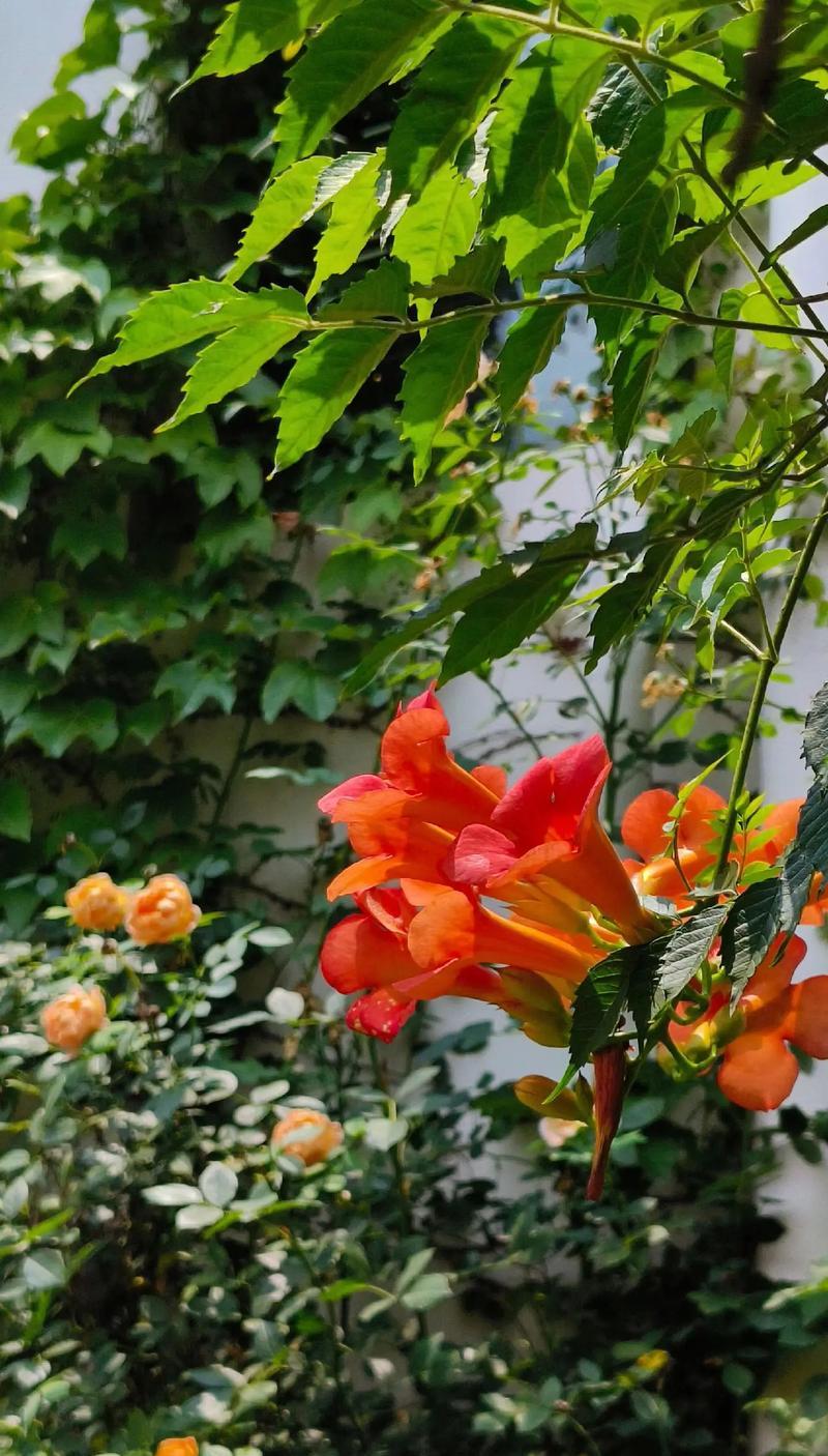 绿色花的花语和象征意义是什么？芙莉莲蓝色的花寓意有何特点？