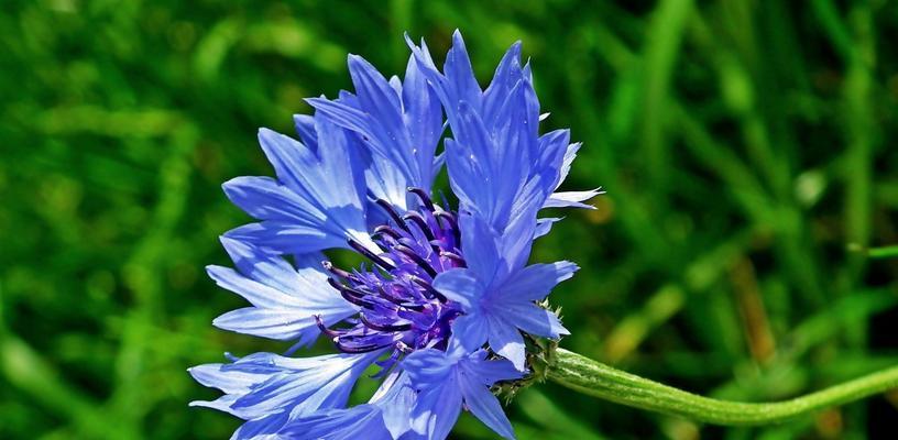 绿色花的花语和象征意义是什么？芙莉莲蓝色的花寓意有何特点？