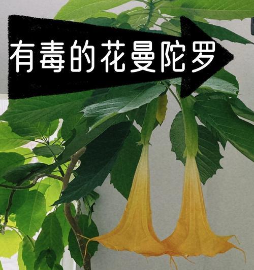 绿色花有哪些特殊含义？它们在花语中扮演什么角色？