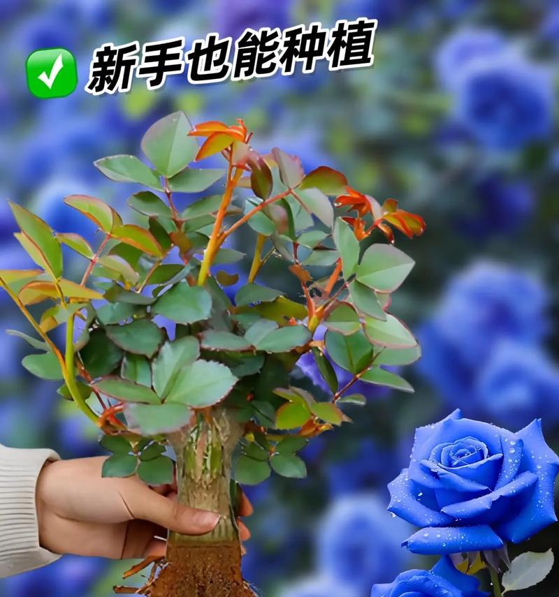 渐变色的蓝色玫瑰花有什么特别的寓意？