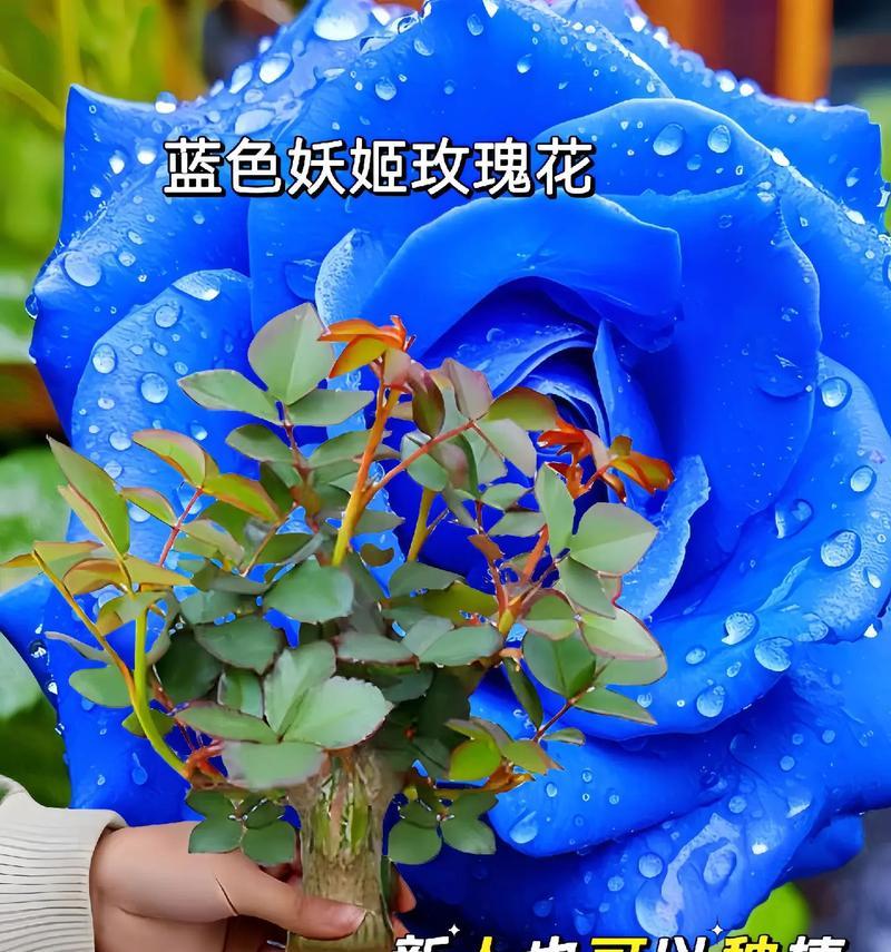 渐变色的蓝色玫瑰花有什么特别的寓意？