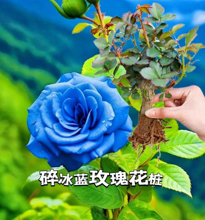 渐变色的蓝色玫瑰花有什么特别的寓意？