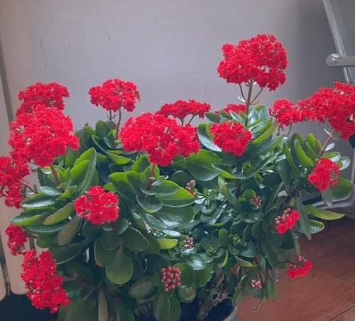 2023年春节哪些花寓意吉祥？春节花卉的含义是什么？