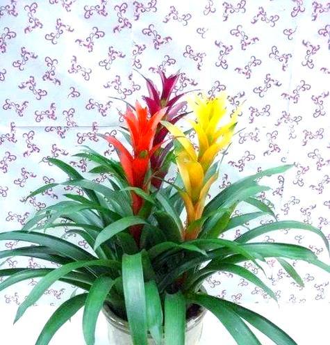 2023年春节哪些花寓意吉祥？春节花卉的含义是什么？