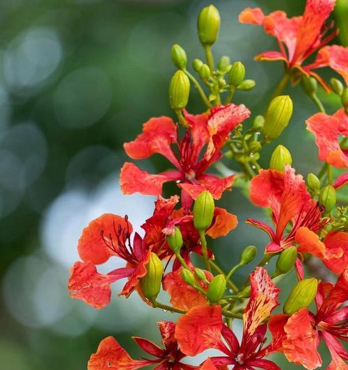 夏日里红色花象征着什么？