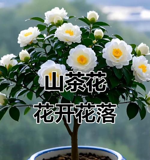 哪些花象征好运和成绩高涨？它们的寓意是什么？