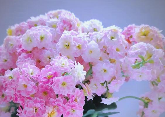 哪些花象征好运和成绩高涨？它们的寓意是什么？