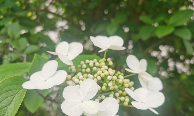 绿色琼花象征着什么？寓意有哪些？