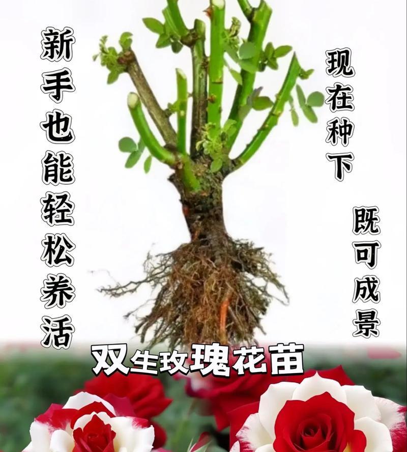 特色玫瑰花的意义是什么？特色玫瑰代表什么寓意？
