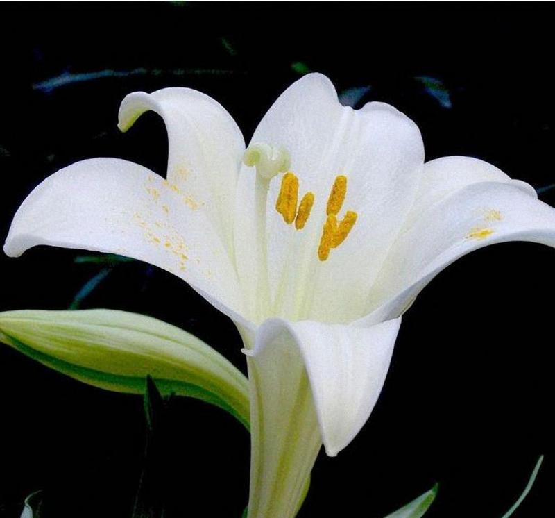 白色百合花象征着什么？百合花的寓意有哪些？