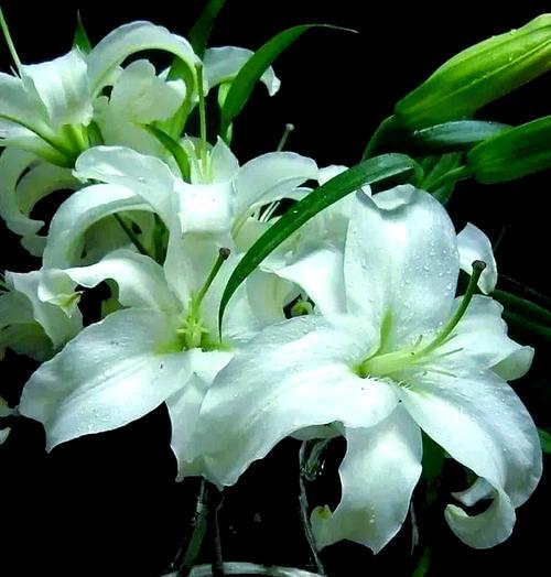 白色百合花象征着什么？百合花的寓意有哪些？