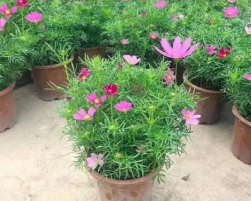 格桑花在文化中象征着什么？它的寓意是什么？