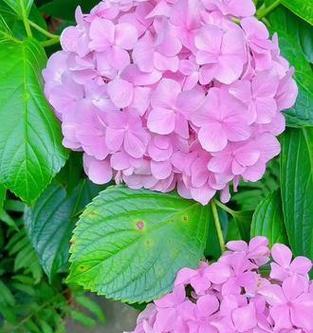 哪些花象征美满和幸福？美满幸福的花有哪些？
