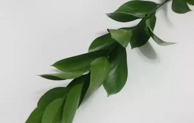 橘色绿色手捧花代表什么寓意？