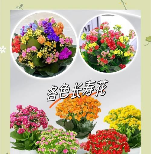 长辈花的含义是什么？它象征着什么？