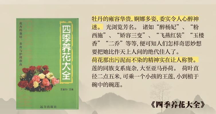 长辈花的含义是什么？它象征着什么？