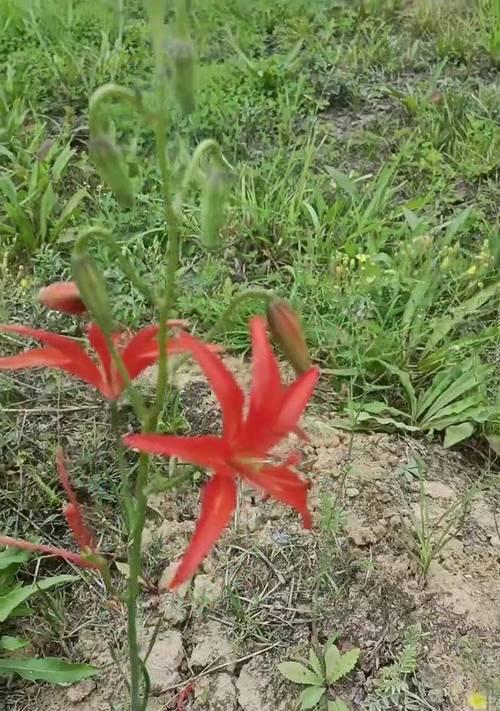 山丹花哈达如意的寓意是什么？山丹花在文化中象征什么？