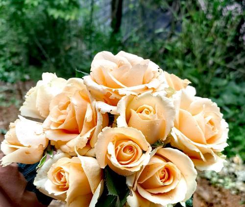 扶桑花的寓意紫色是什么？紫色扶桑花在花语中代表什么？