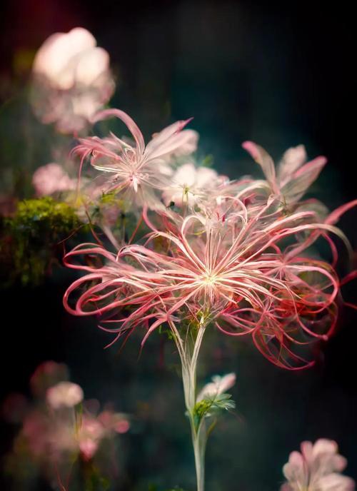 哪些花象征绝望？白色花的寓意是什么？