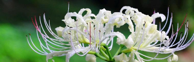 哪些花象征绝望？白色花的寓意是什么？