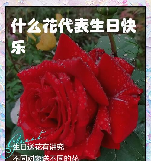 哪种花象征着生日快乐？生日送花的寓意有哪些？