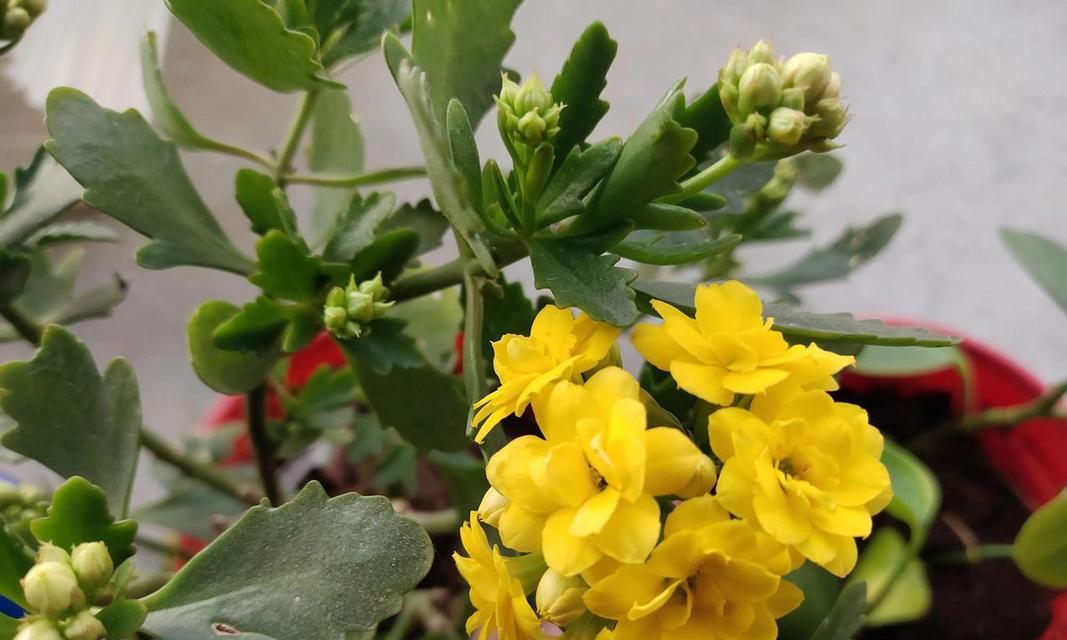 单片长寿花代表什么？单片长寿花的寓意是什么？