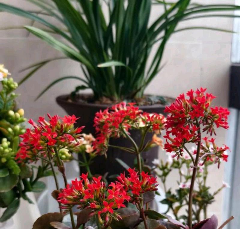 单片长寿花代表什么？单片长寿花的寓意是什么？