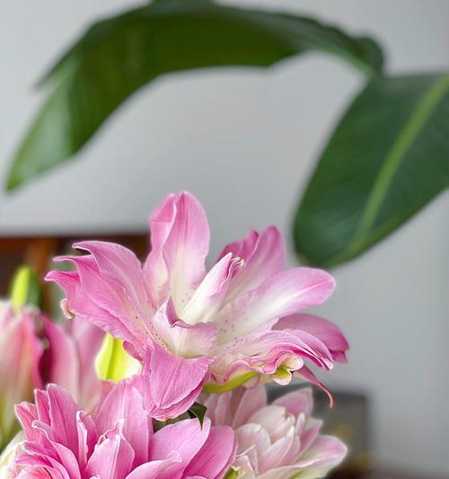 十三朵粉色百合花代表什么？百合花的寓意有哪些？