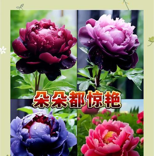 哪种花能寓意表白爱情？它的花语是什么？