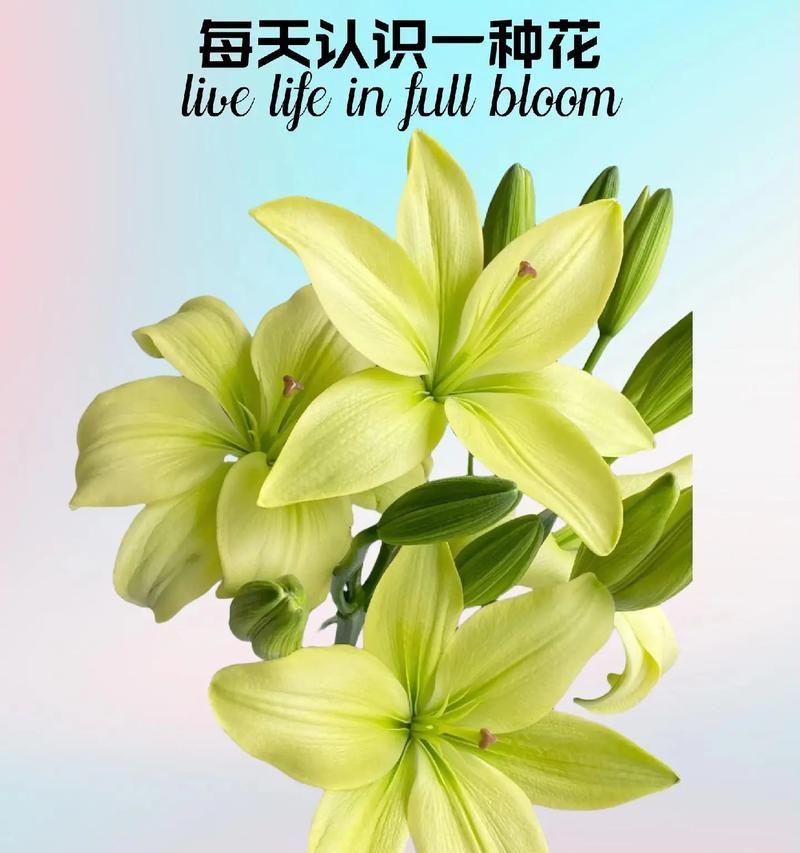 百合花色的寓意是什么？