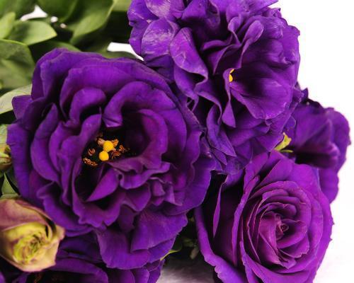 紫色花摆件的寓意是什么？紫色花摆件是否代表吉祥？