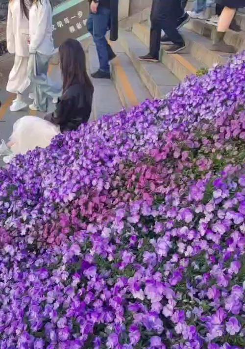 紫色花摆件的寓意是什么？紫色花摆件是否代表吉祥？