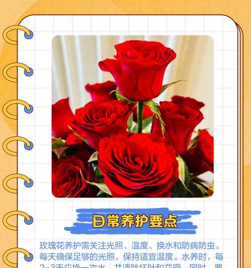 红色玫瑰花的含义是什么？它们象征着什么？
