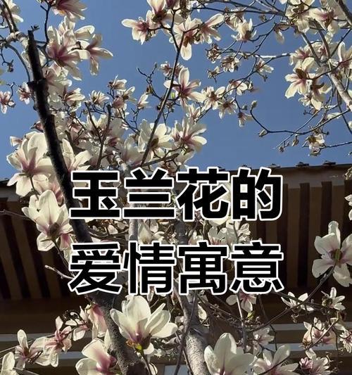 什么花寓意强烈的疯狂爱情？疯狂爱情有哪些象征？