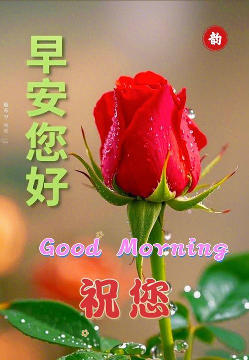 玫瑰花送给老人的意义是什么？它在敬老节中传达什么情感？