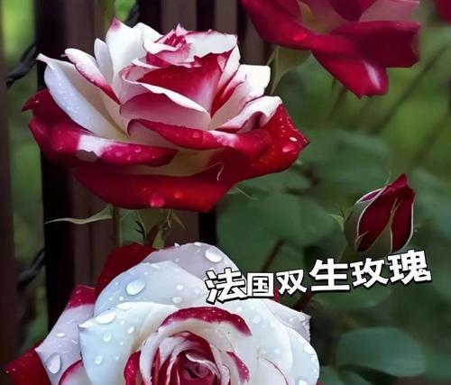 玫瑰花送给老人的意义是什么？它在敬老节中传达什么情感？