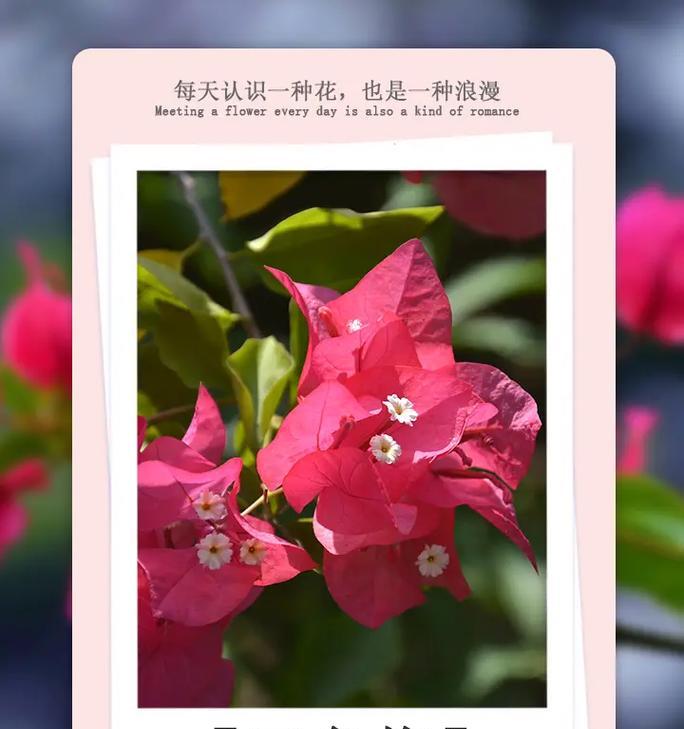 红色花象征光明和火焰吗？它们在花语中代表什么？