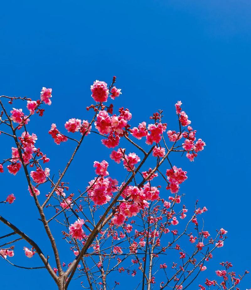 樱花色的花语是什么？它象征着什么？