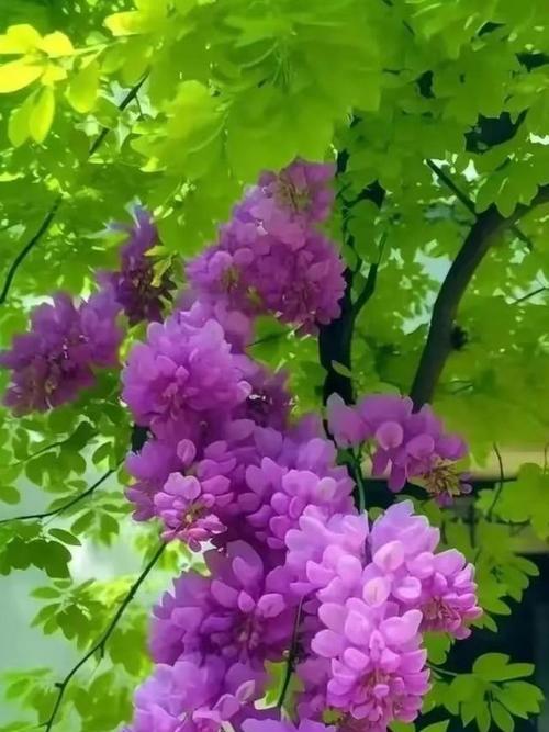 老人摘槐树花有何寓意？槐树花在老人文化中的意义是什么？