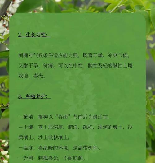 老人摘槐树花有何寓意？槐树花在老人文化中的意义是什么？