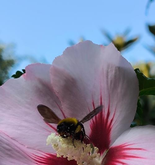 古代节哀的花有哪些？这些花的寓意是什么？